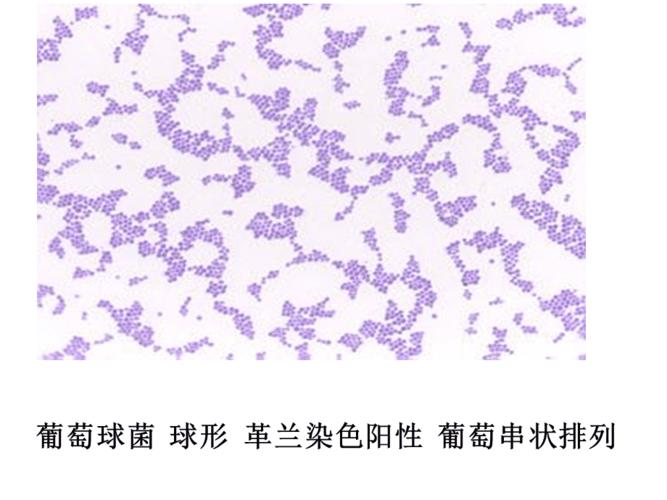 微生物学形态学示教