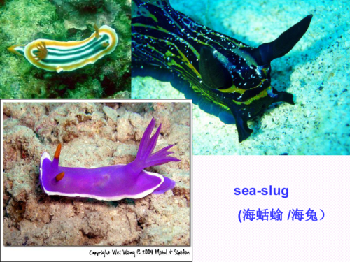 shrimp9.turtle10.sea star11.whale12.coral13. parrot fish14.