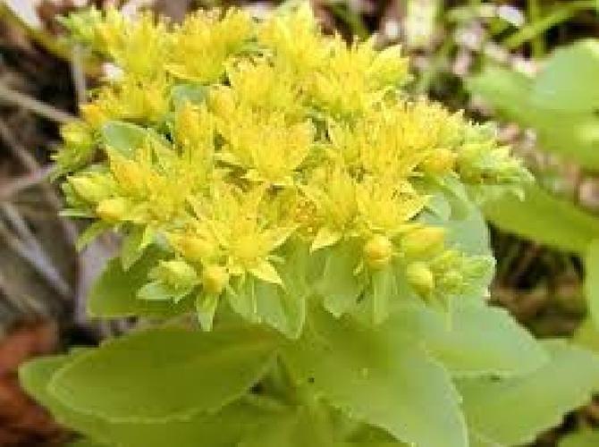  p>巨大秋麒麟是9月26日生日花.