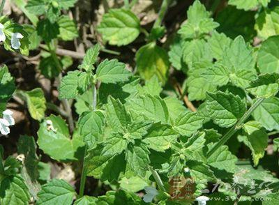 白绒草的功效与作用