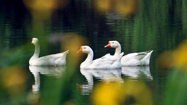 羽绒早讯 | 雏鹅滞销,倒逼皖西白鹅产业拓新局