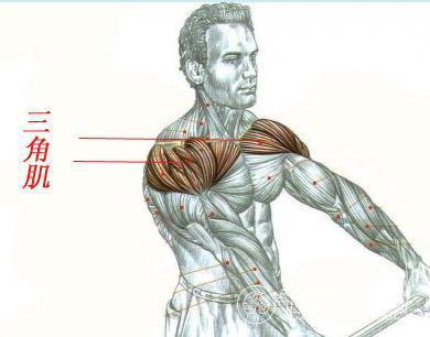 是一个底向上尖向下的三角形肌,位于肩部皮下,从前,后,外侧包裹着肩