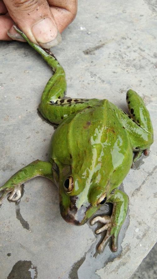 这两个青蛙叫什么,有毒吗
