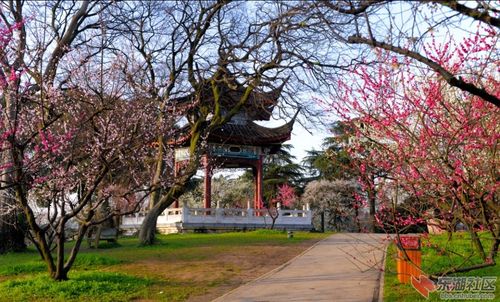 3.24武汉东湖磨山梅园