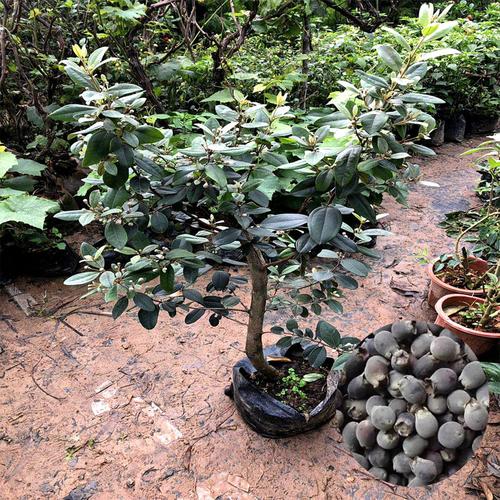桃金娘树苗 野生稔子树观花老桩大树当年结果带土带叶发货南方种