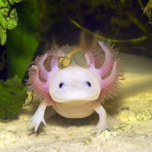 六角龙鱼蝾螈淡水冷水观赏鱼锦鲤好养鱼