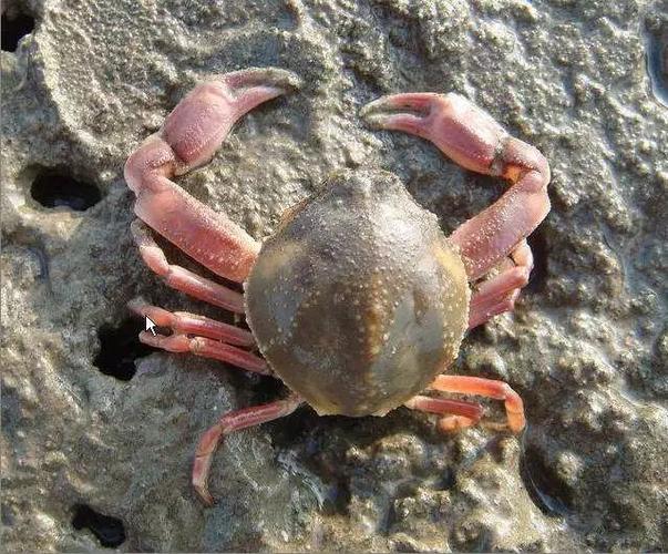 知识| 世界著名螃蟹大全二