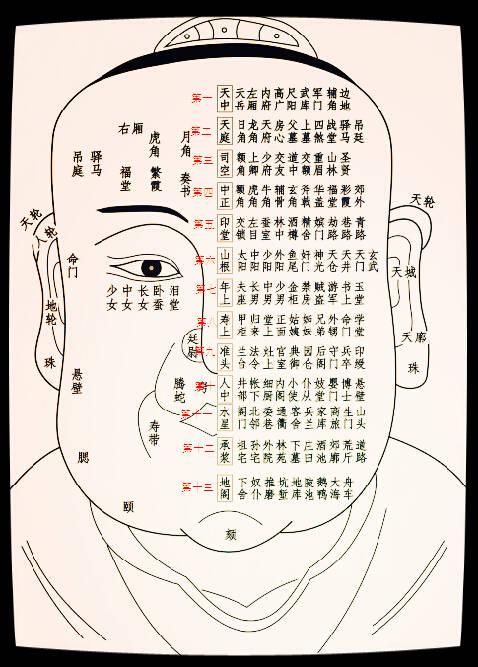 第二部位叫做天庭,与天庭平行一线左右各10个部位:日角(右面为月角)