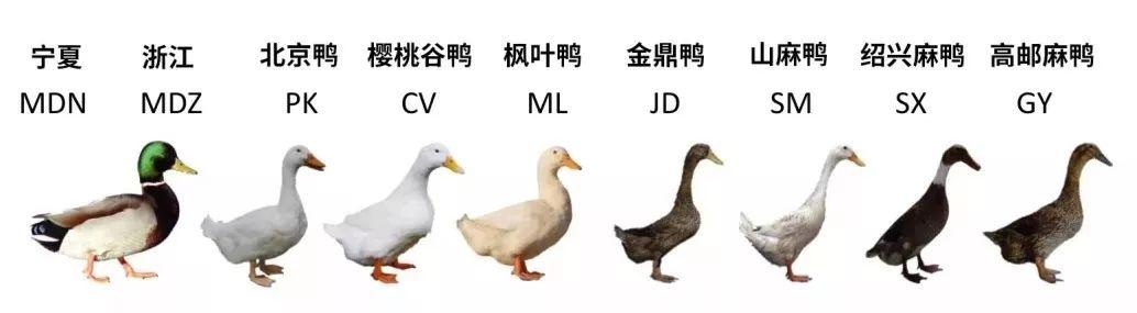 gigascience(2018)    鸭子,怎么吃才好吃