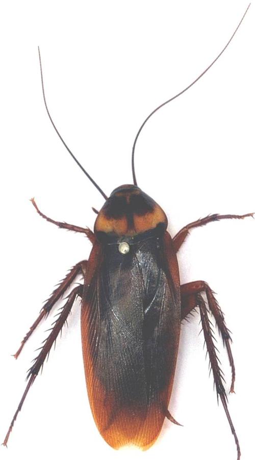  p>美洲大蠊是 a href="#" data-lemmaid="10881939">蜚蠊科 /a>中