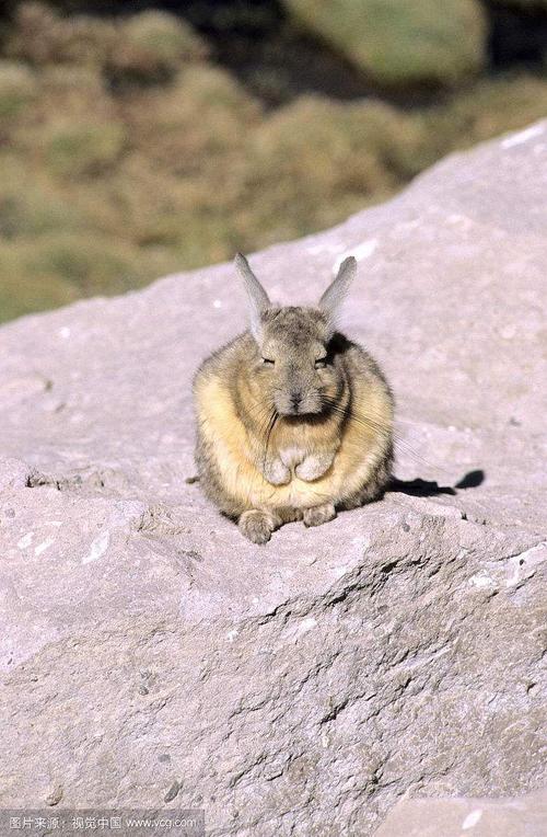 山兔鼠 也许 是组长远亲