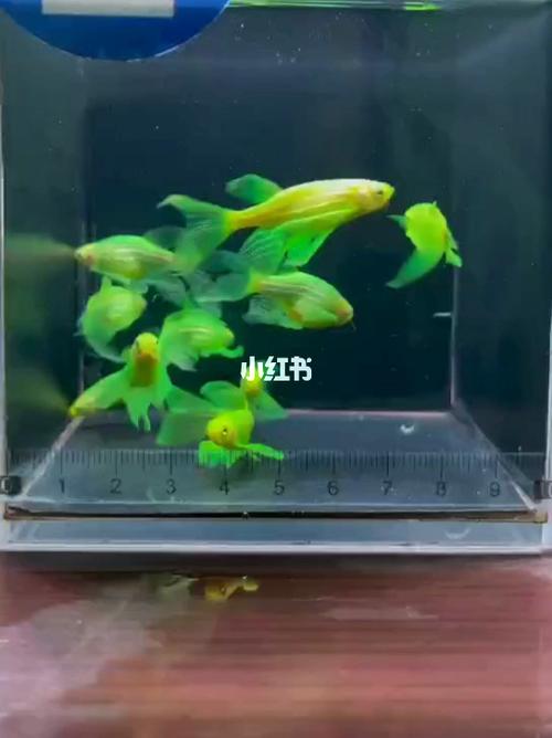 斑马鱼 蝶翼_观赏鱼_宠物_宠物其他