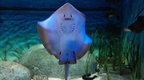 长得像蝙蝠的鱼,肚子上有两个眼睛嘴巴那样这个是什么