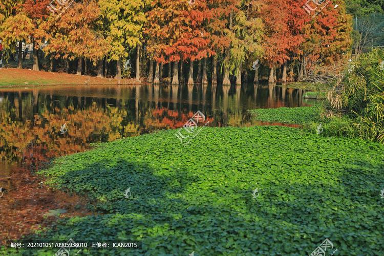 厦门园博苑的落羽杉