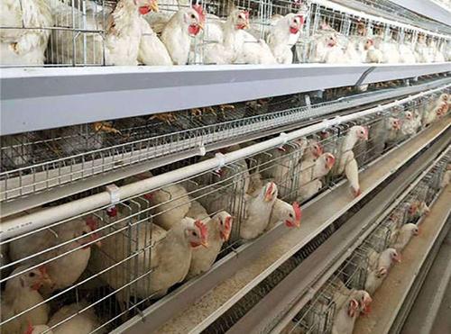 广西大层叠蛋鸡笼哪里卖层叠育雏笼