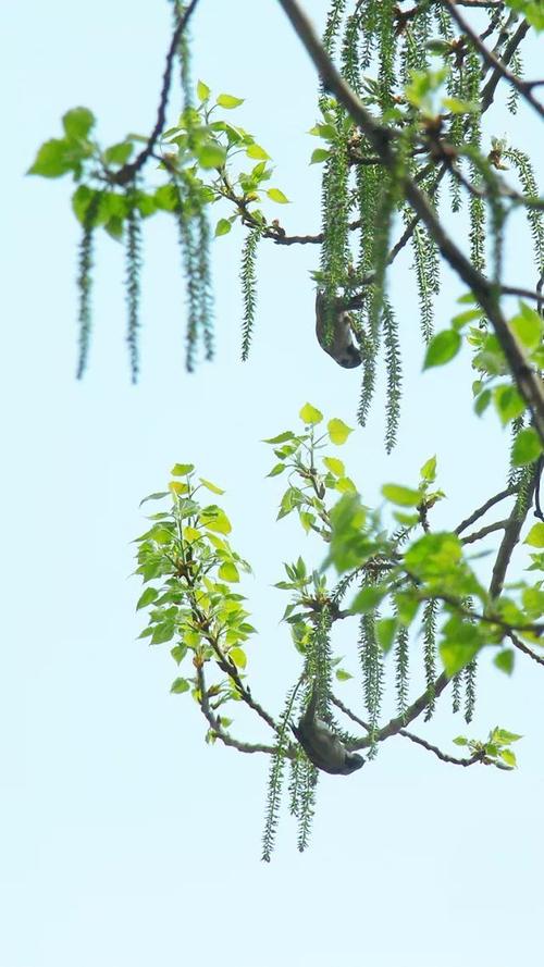 古诗词中的"杨花"和"柳花"究竟是什么?