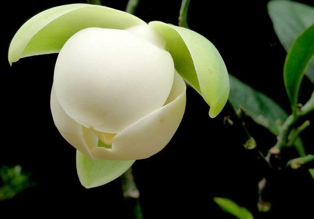 夜合花图片 唯美夜合花图片 夜合花植物图片