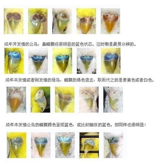 虎皮鹦鹉怎么看在发情