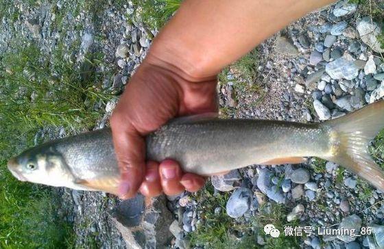 常被误认成鲢鱼却是名贵淡水鱼一斤值200元野生的已经禁捕