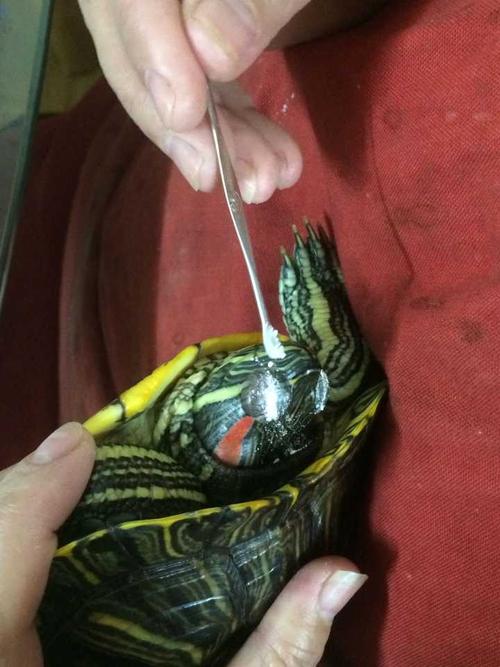 乌龟得了白眼病怎么治疗?