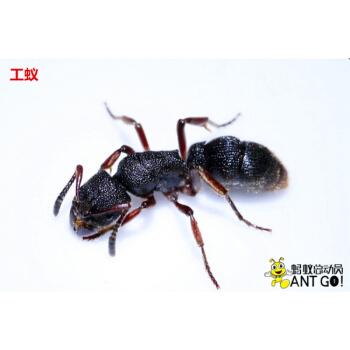 标本展览琥珀原材料 蚂蚁科普教学实验材料 红足穴猛蚁(工蚁尸体5只)