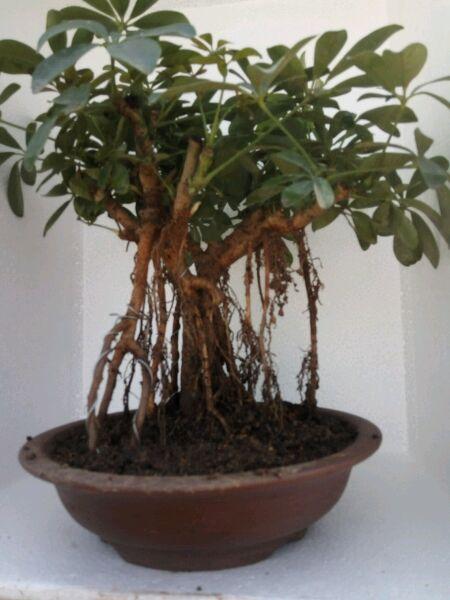 鸭掌木盆景造型图