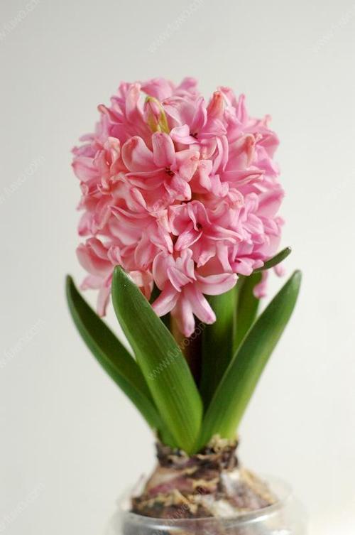 风信子的花语是什么呢?