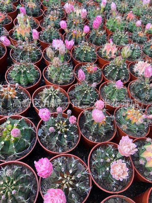 菲牡丹仙人球 多肉植物 批发 菲牡丹 花期 开花很多 35装 24装