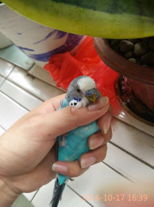 这两只虎皮鹦鹉哪只是公,哪只是母,有几个月了呢?