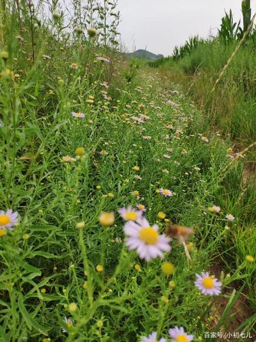 农村常见的小野花,你见过哪些?都能叫出名字么?