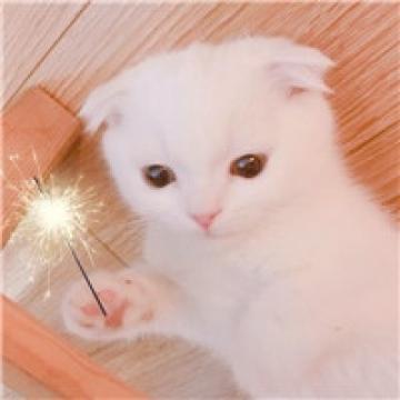 最萌猫咪很可爱