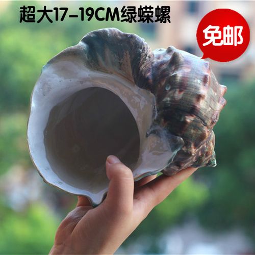 包邮天然海螺贝壳超大绿蝾螺夜光蝾螺 家居装饰摆件