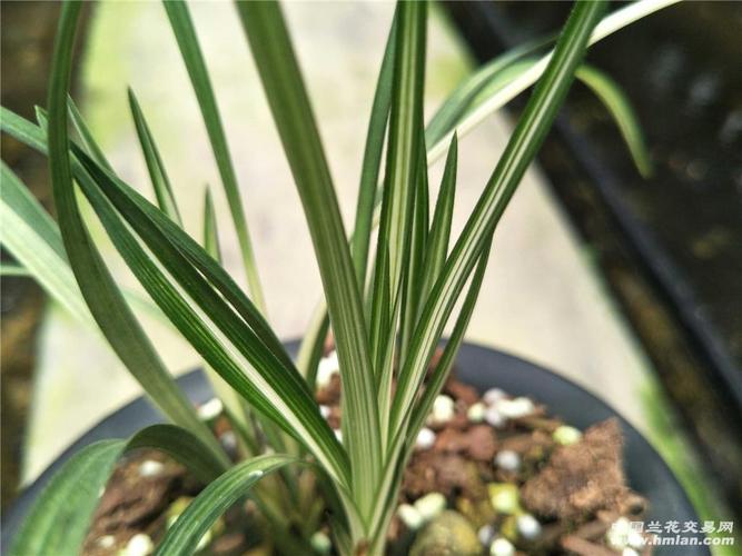 春剑极品《变色龙》 - 中国兰花交易网