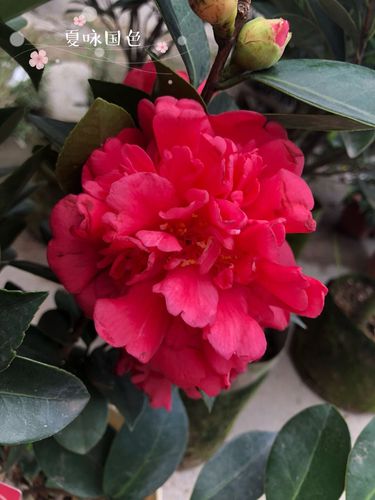 夏系茶花