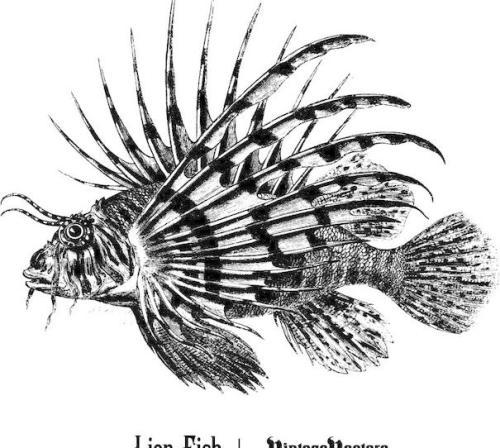 一步一步画狮子鱼简笔画