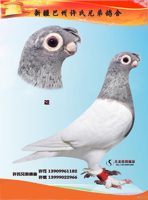 短嘴,黑头,大字白,红头 新疆许氏兄弟观赏鸽欣赏