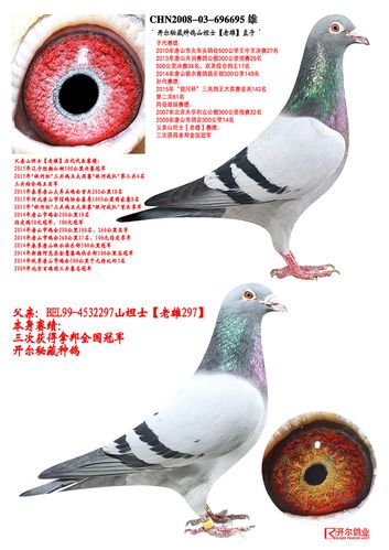 开尔秘藏种鸽山坦士【老雄】直子 保证金级 拍卖