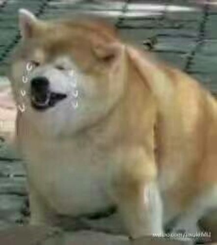 长胖哭泣的柴犬 表情包