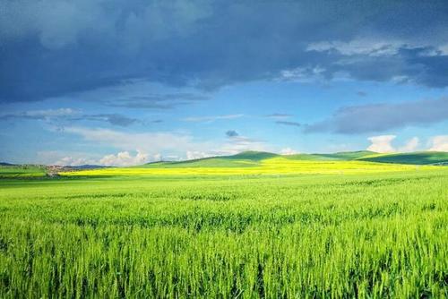 宋·范成大 梅子金黄杏子肥,麦花雪白菜花稀.