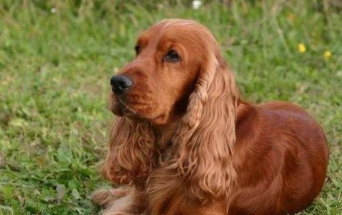 解读美国可卡犬从英国种到美国种甜美外表成为美国热犬