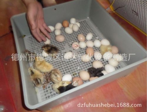 小鸡孵化器温控器48egg出雏率高质量好的孵化机器