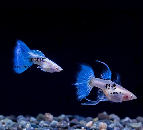 种鱼天空蓝燕尾白子孔雀鱼活体小型鱼苗 c 孔雀鱼蓝白