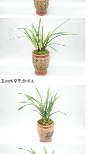 玉如娇 兰花建兰四季兰花苗夏季带花苞浓香促销包邮花卉南靖正品