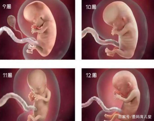 怀孕1-40周胎儿发育变化高清图,感叹孕育生命的奇妙