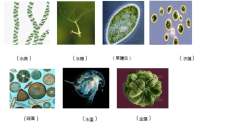1. 看图写出相应的微生物的名称