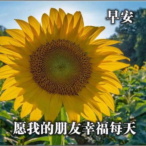 下午好表情图片大全:问候语表情动图大全,朋友们大家下午好动态图片!