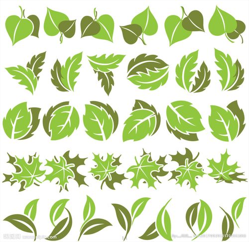 关 键 词: 绿叶 黄叶 枫叶 草叶 叶子  设计 文化艺术