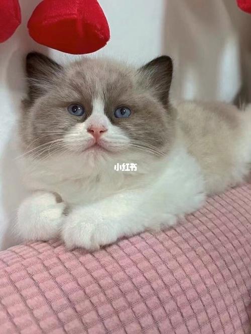 布偶蓝猫_蓝猫_猫咪_猫咪日常_宠物_猫