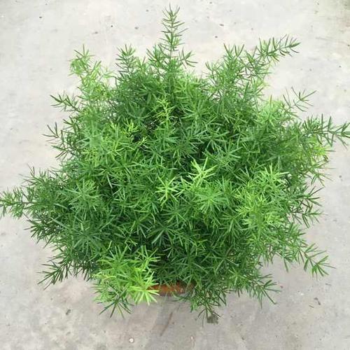 天门冬花苗室内花卉盆栽四季长青植物净化空气.