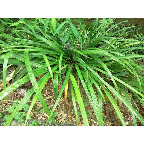 贵州随手茴香香菖蒲盆栽花卉五香香草牛羊鸡鸭鱼肉绿植